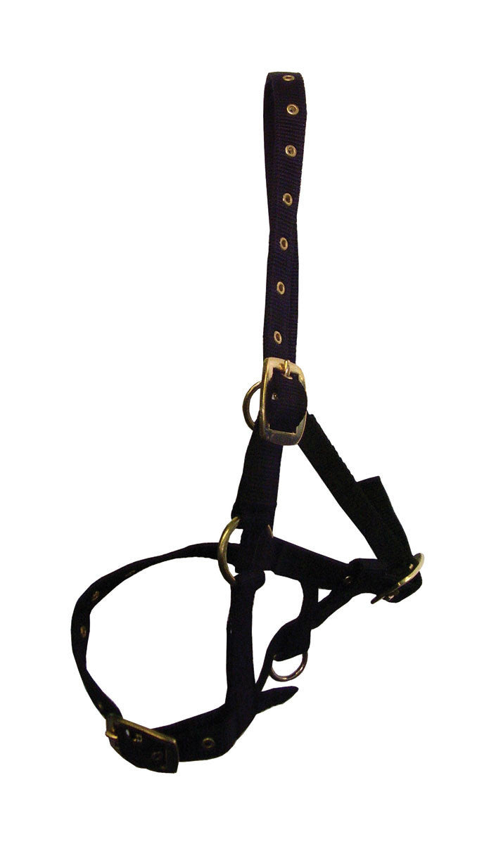 Hy Foal Head Collar