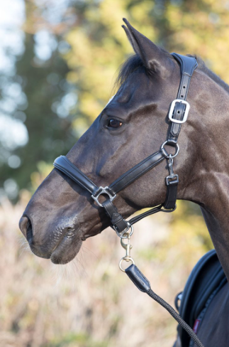 Lemieux Anatomic Leather Headcollar - Nags Essentials