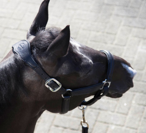 Lemieux Anatomic Leather Headcollar - Nags Essentials
