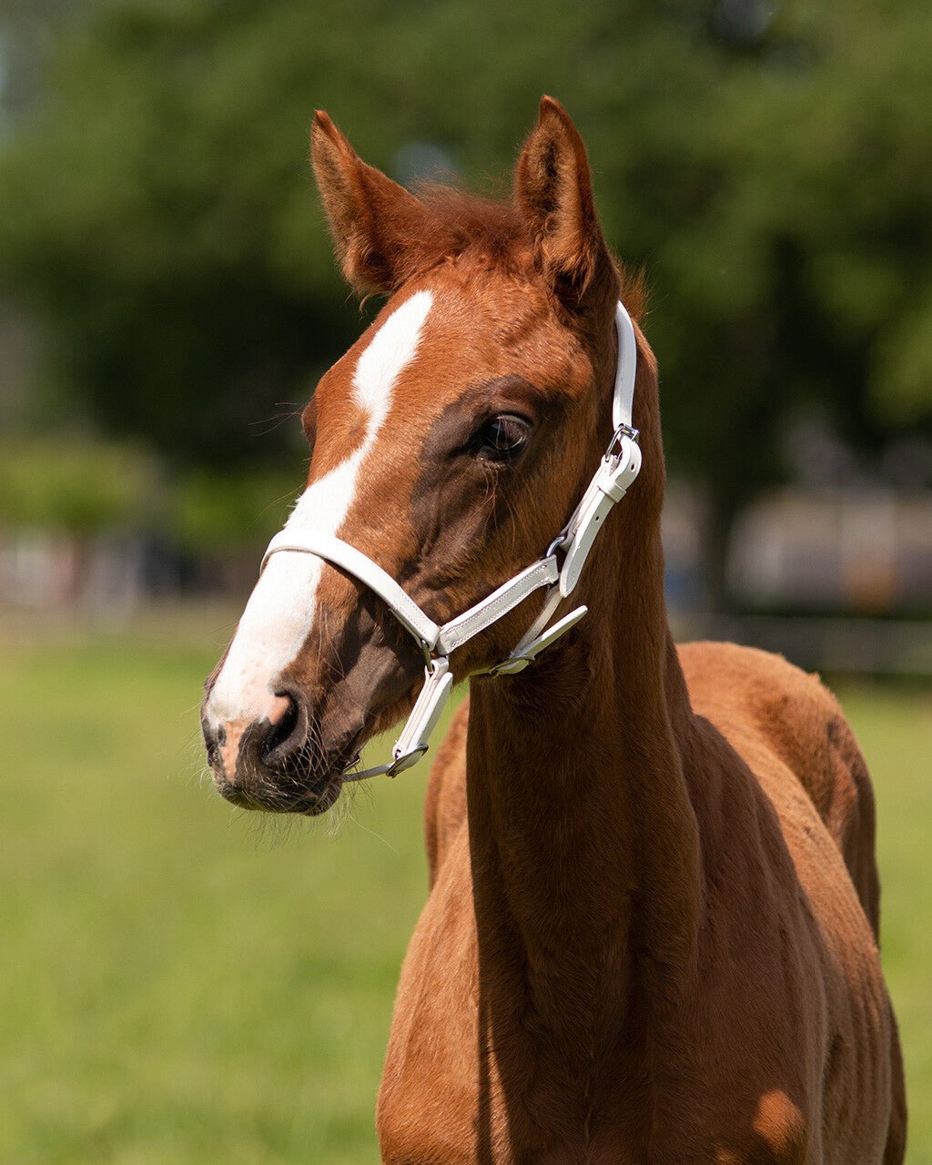 Chico Foal Headcollar - Nags Essentials