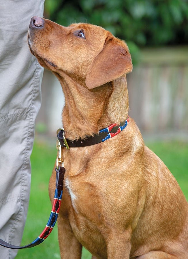 Digby &amp; Fox Drover Polo Dog Collar - Nags Essentials