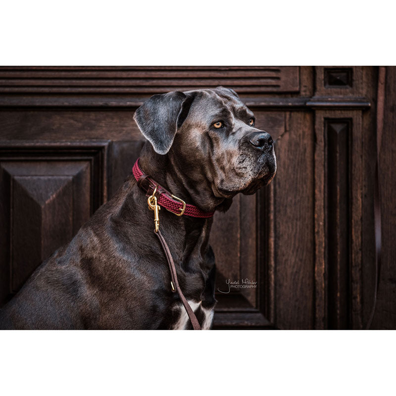 Kentucky Plaited Nylon Dog Collar