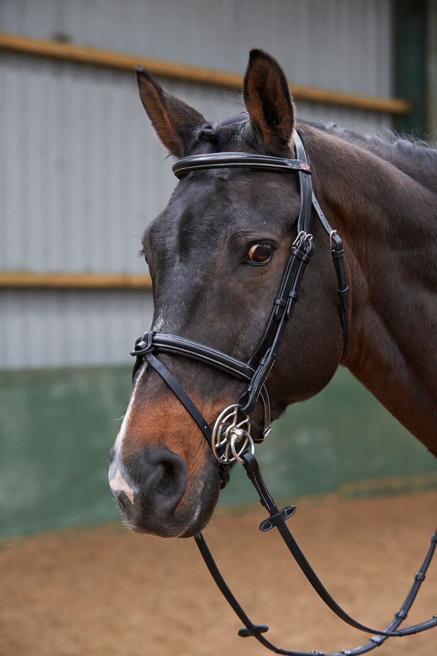 John Whitaker Eastwood Raised Flash Bridle - Nags Essentials