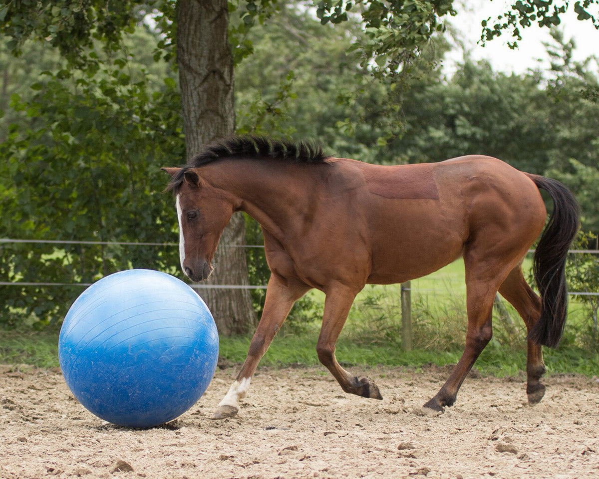 Horse Football - Nags Essentials
