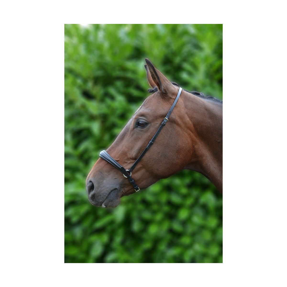 Hy Equestrian Padded Drop Nose Band - Nags Essentials