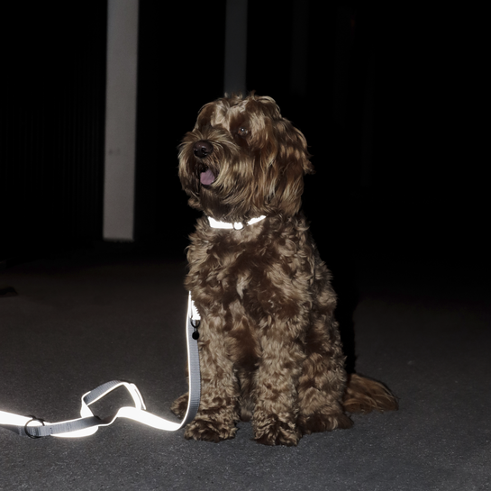 Kentucky Reflective Dog Lead