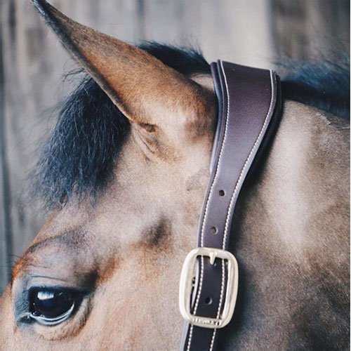 Kentucky Anatomic Leather Head Collar - Nags Essentials