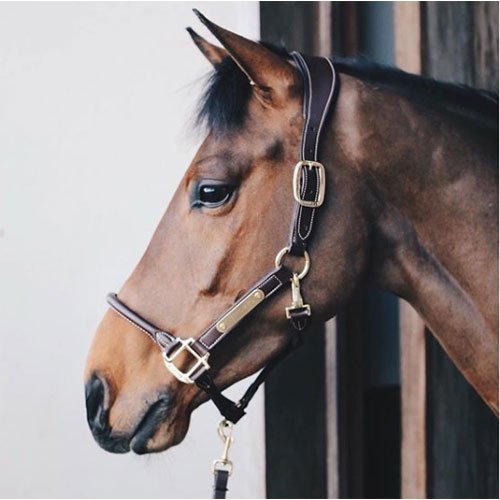Kentucky Anatomic Leather Head Collar - Nags Essentials