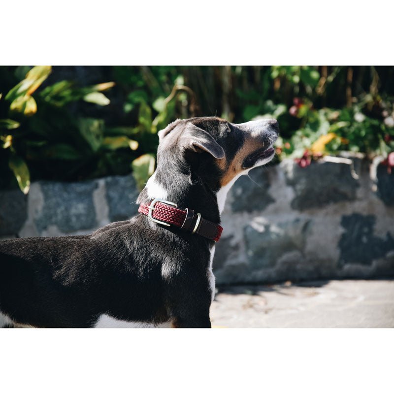 Kentucky Plaited Nylon Dog Collar - Nags Essentials