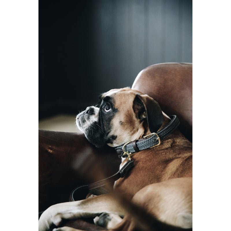Kentucky Plaited Nylon Dog Collar - Nags Essentials