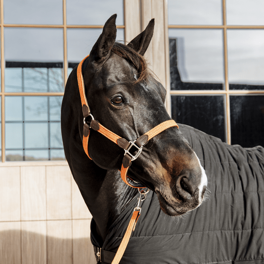 Kentucky Plaited Nylon Headcollar - Nags Essentials