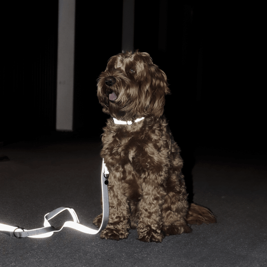 Kentucky Reflective Dog Lead - Nags Essentials