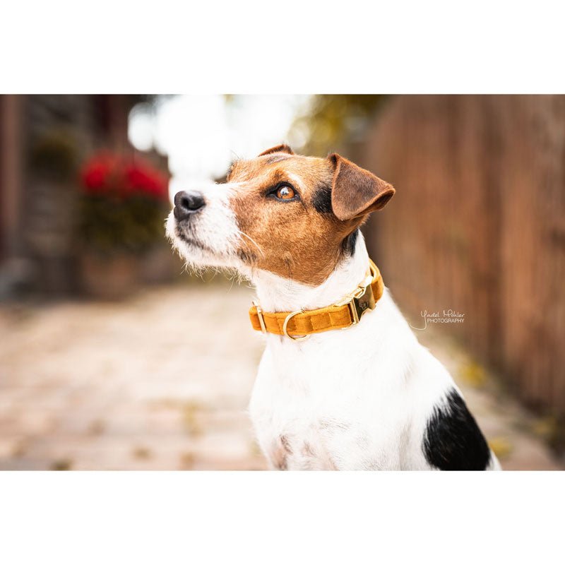 Kentucky Velvet Dog Collars - Nags Essentials