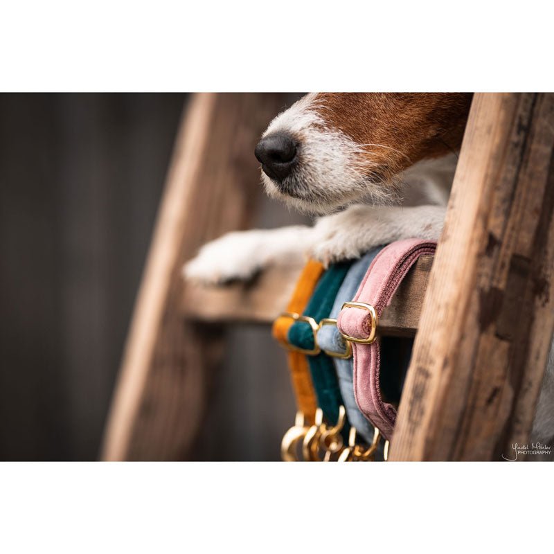 Kentucky Velvet Dog Collars - Nags Essentials