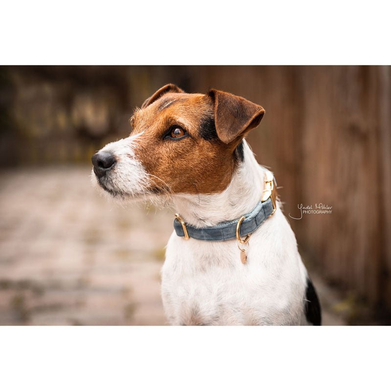 Kentucky Velvet Dog Collars - Nags Essentials