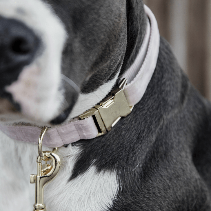 Kentucky Velvet Dog Collars - Nags Essentials