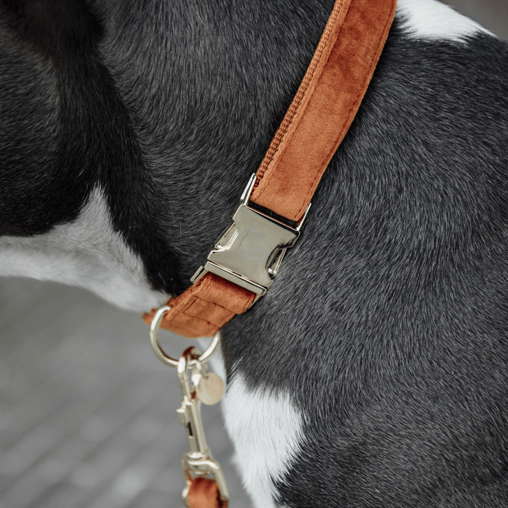 Kentucky Velvet Dog Collars - Nags Essentials