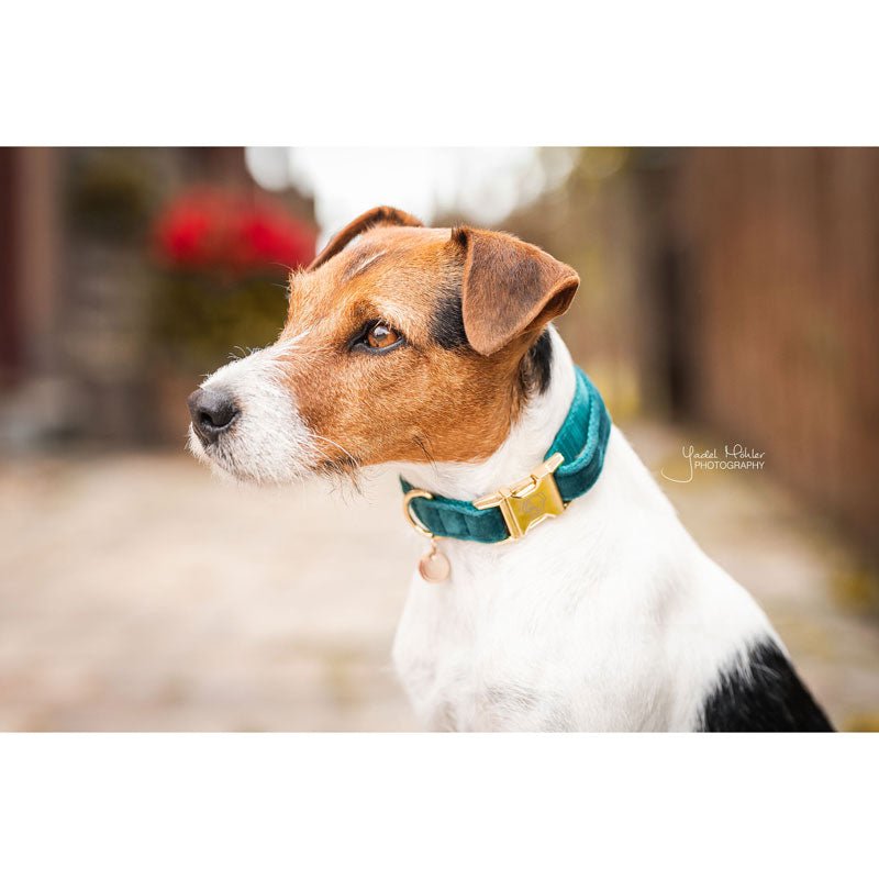 Kentucky Velvet Dog Collars - Nags Essentials