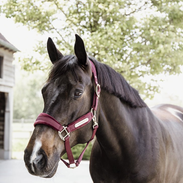 Kentucky Velvet Head Collar - Nags Essentials