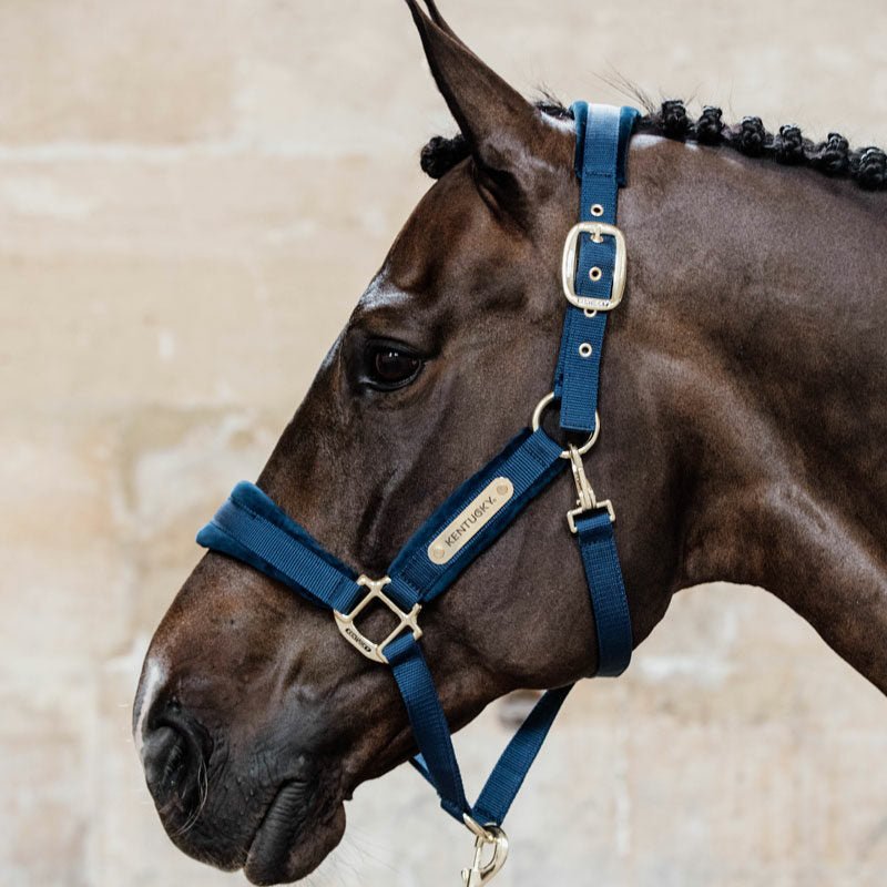 Kentucky Velvet Head Collar - Nags Essentials