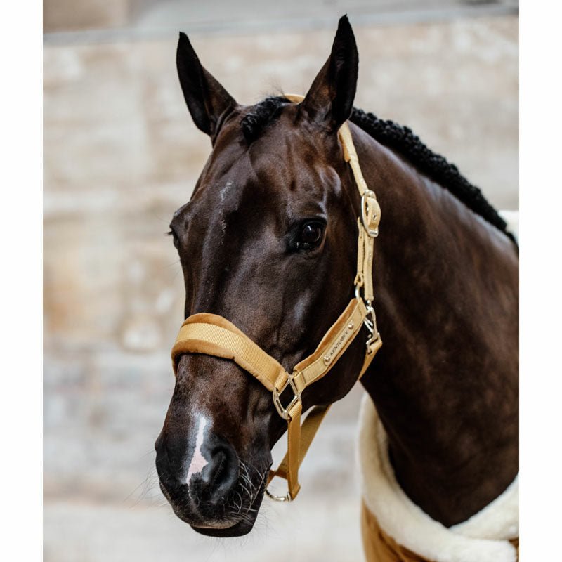 Kentucky Velvet Head Collar - Nags Essentials