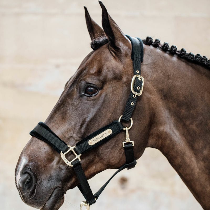 Kentucky Velvet Head Collar - Nags Essentials