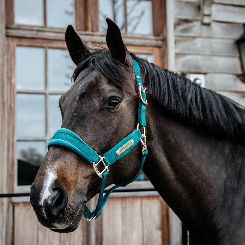 Kentucky Velvet Head Collar - Nags Essentials