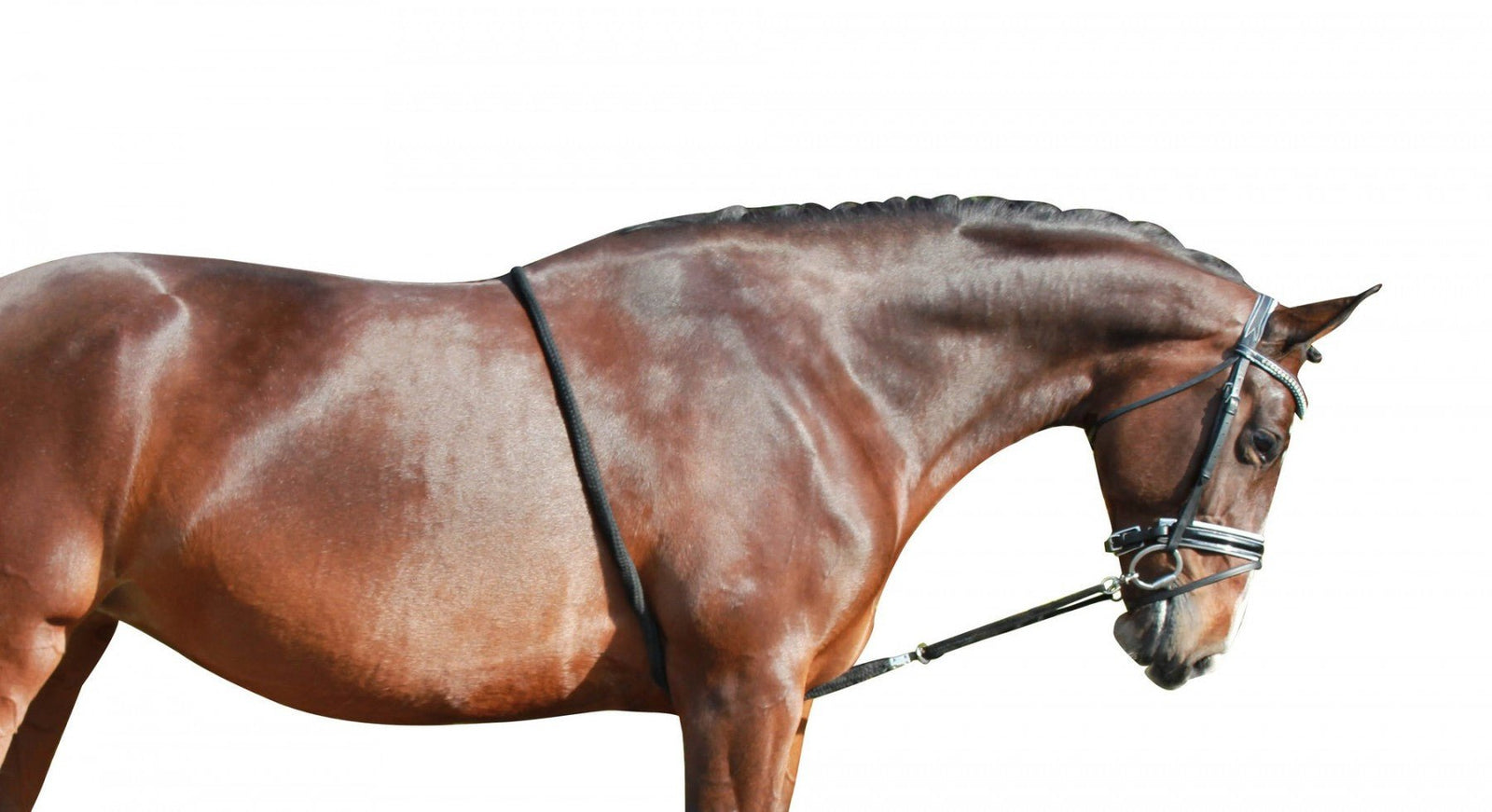 Lunging Rope - Nags Essentials