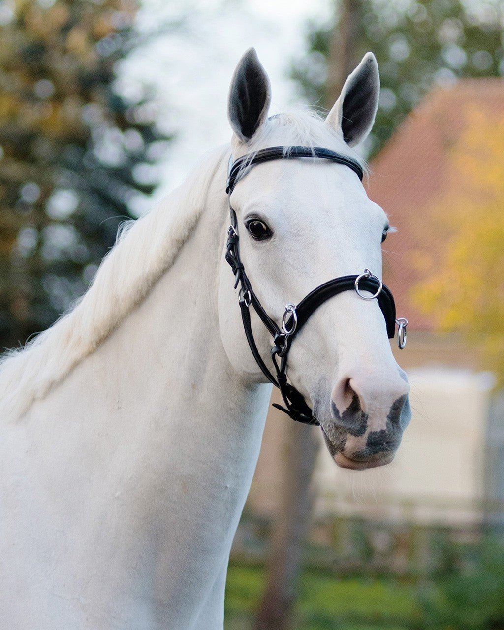 Multifunctional Leather Cavesson / Bridle - Black - Nags Essentials