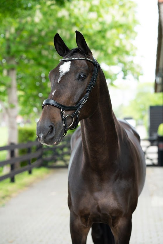 PresTeq FaySport Anatomical Bridle - Nags Essentials