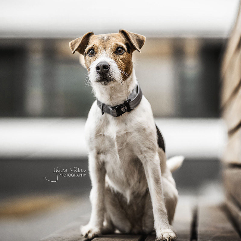 Kentucky Reflective Dog Collar