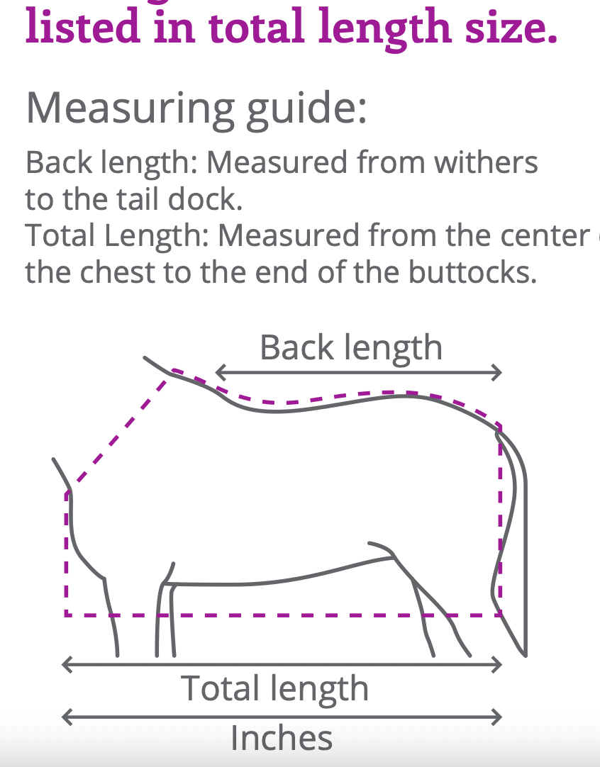 Rug combo set turnout-underrug-neck - Nags Essentials