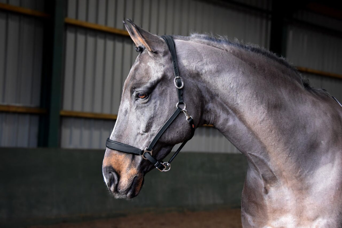 Whitaker Ready To Ride Headcollar - Nags Essentials