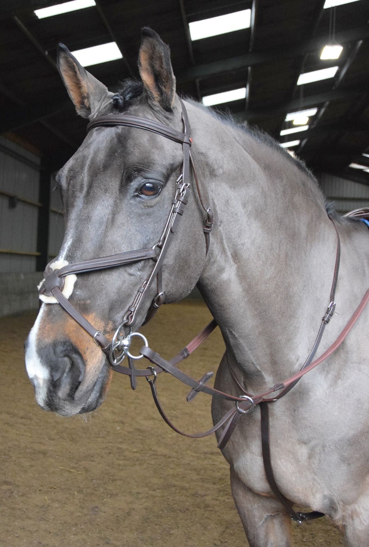 Whitaker Ready To Ride Martingale - Nags Essentials