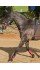 Whitaker Training System - Nags Essentials